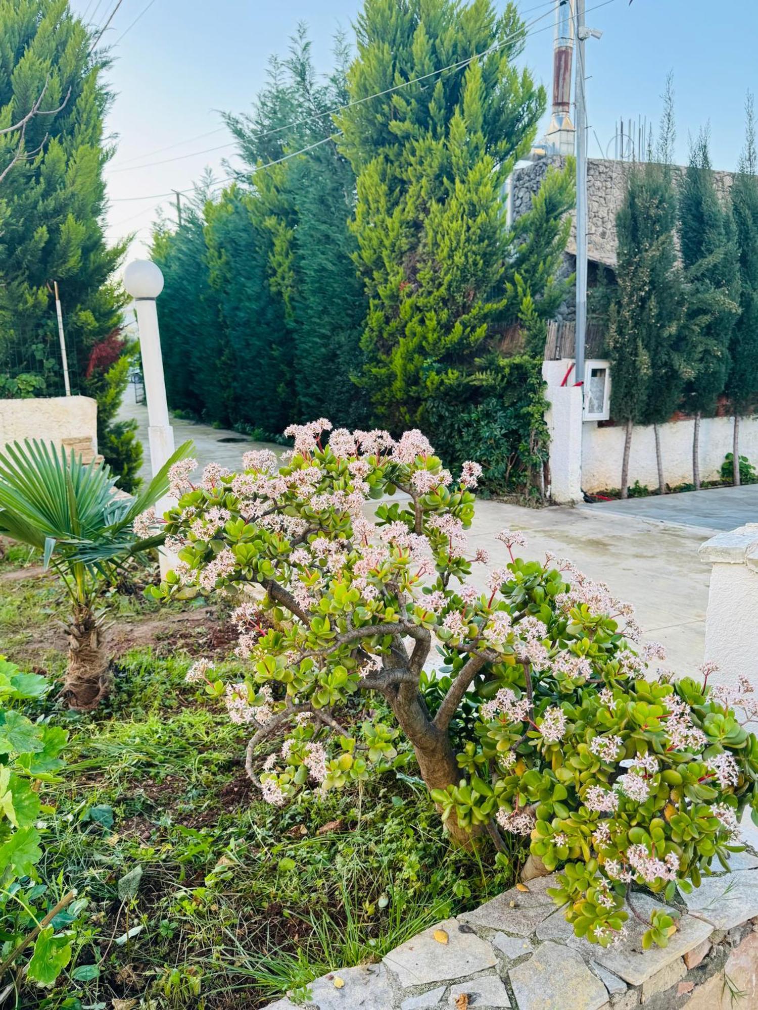 Central Garden Residence Sofia - Free Parking Ksamil Exterior photo